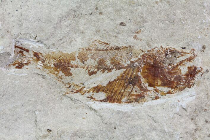 Cretaceous Fossil Fish (Armigatus) - Lebanon #70032